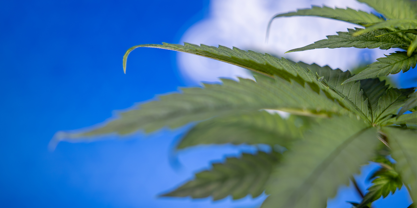 Gardez la main, pas la griffe