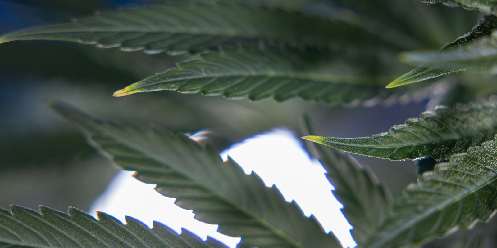 Toxicité à l’azote