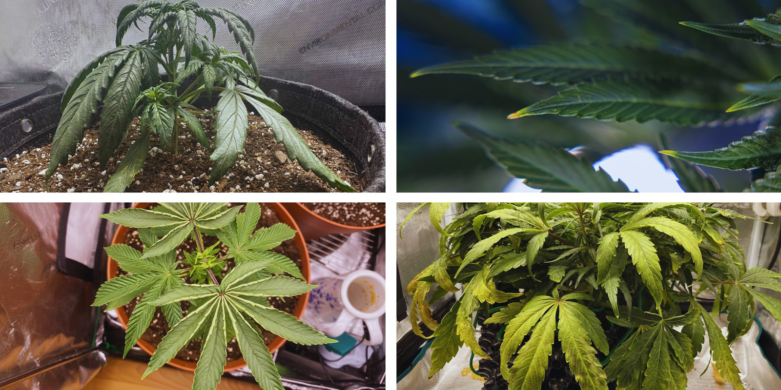 Liste de contrôle rapide des symptômes