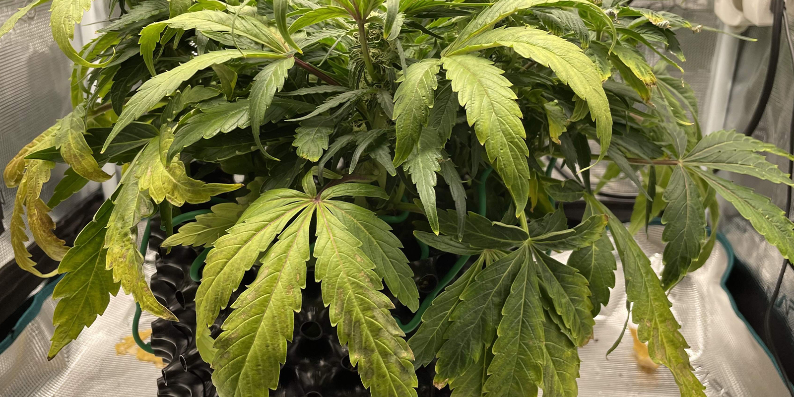 Problèmes racinaires