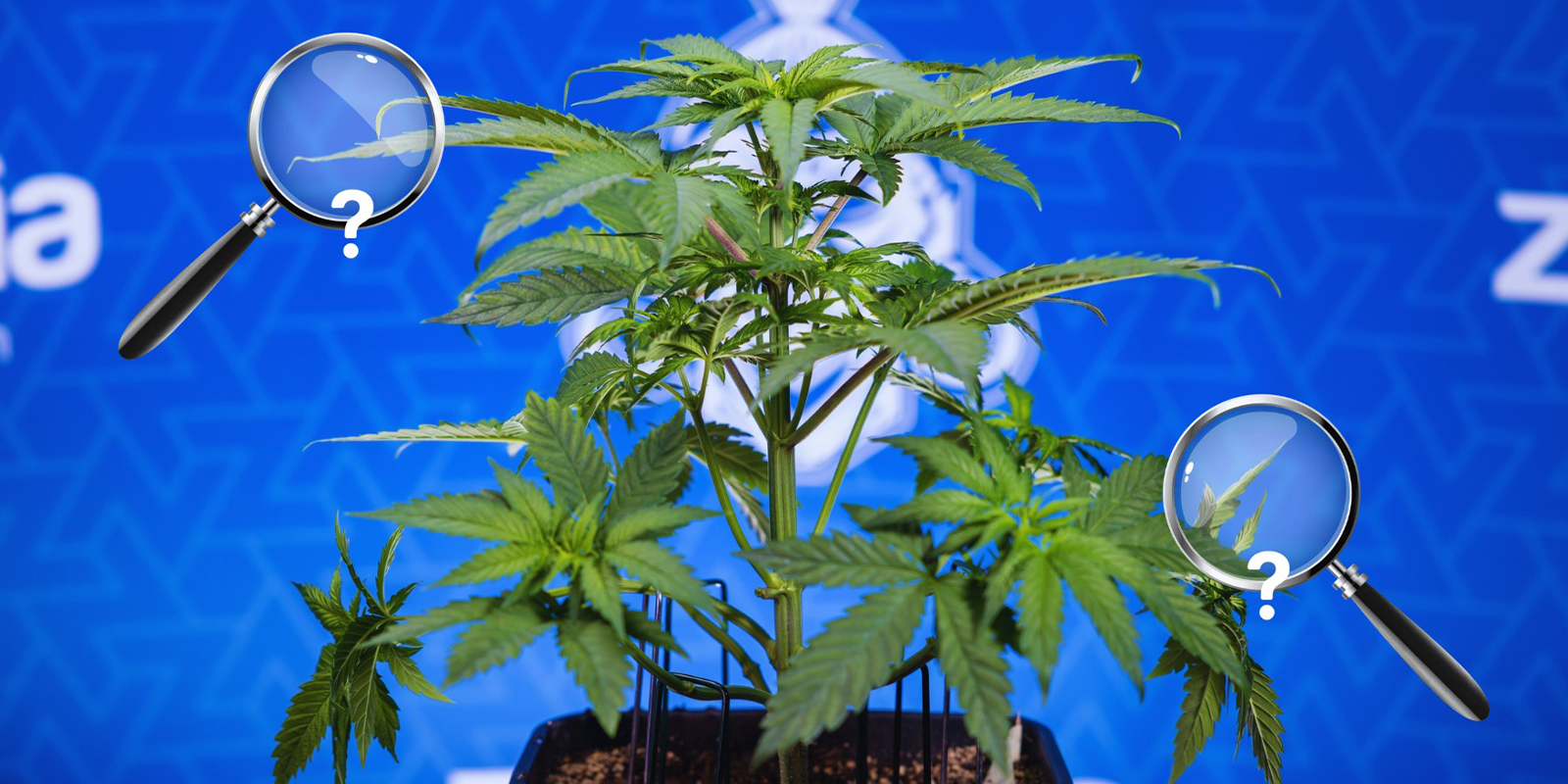 Plan de correction étape par étape