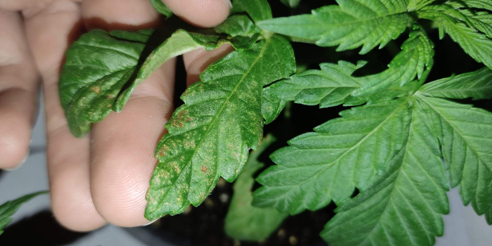 À quoi ressemble l’enroulement vers le bas