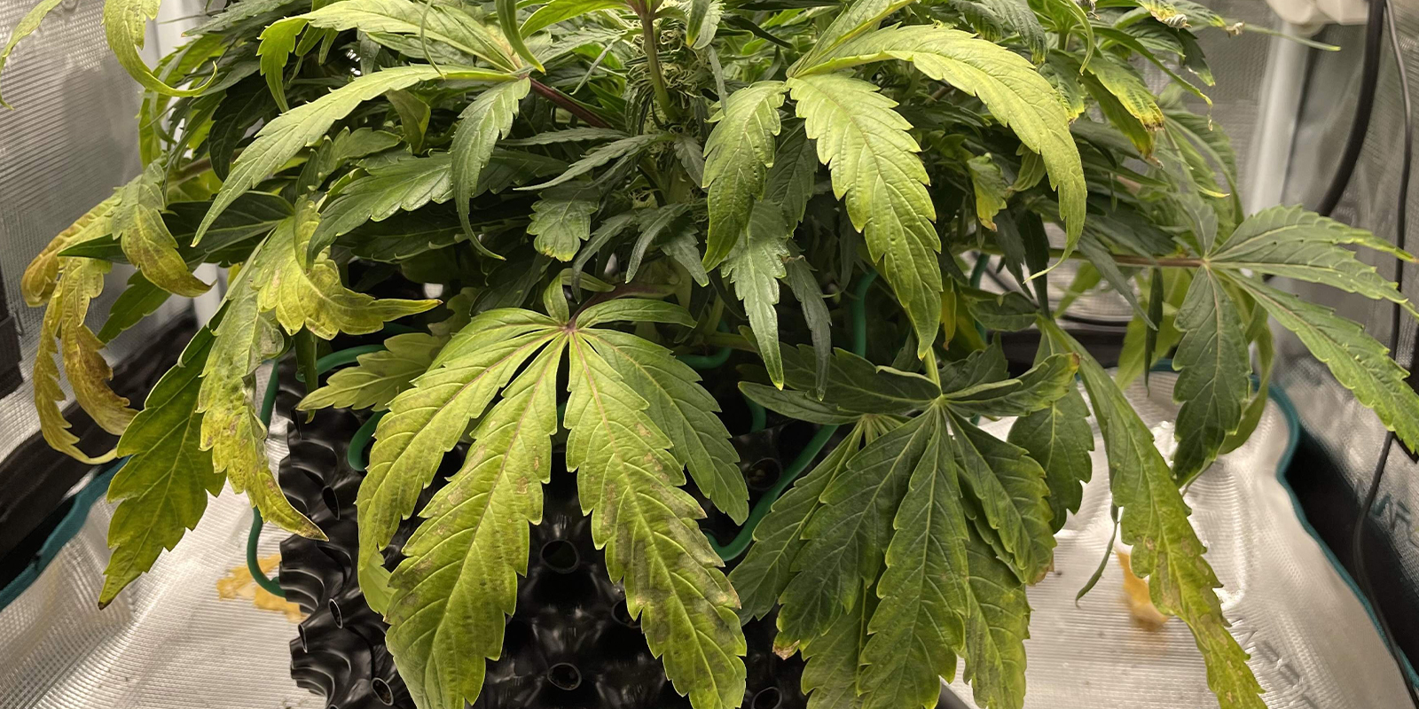 À quoi ressemble l’enroulement vers le bas