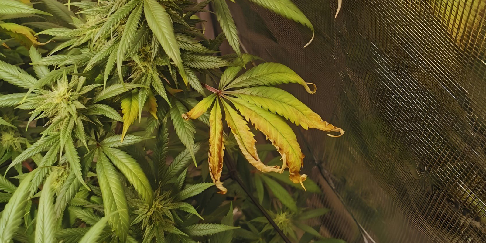 Quand s’inquiéter