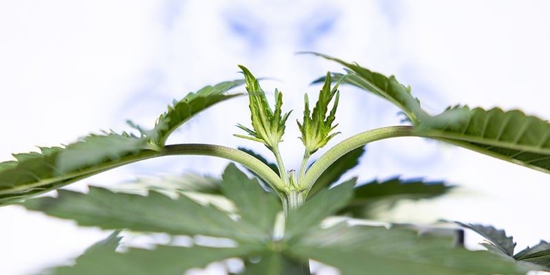 Peut-on étêter une autofloraison ? Peut-on étêter une autofloraison ?