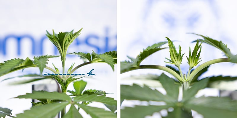 Couper au-dessus du 3e nœud Couper au-dessus du 3e nœud