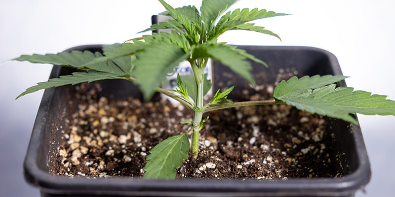 Quand étêter des autofloraisons Quand étêter des autofloraisons