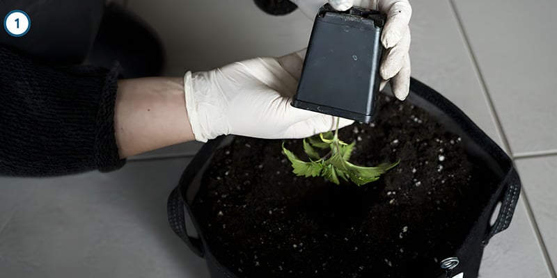 Le transfert en lui-même