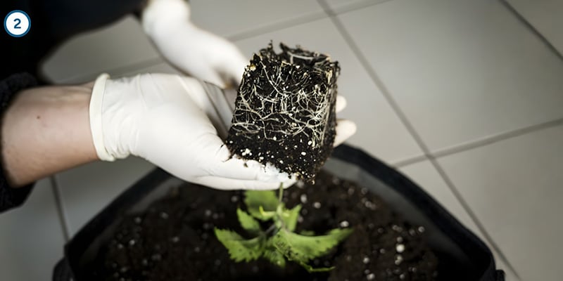 Le transfert en lui-même