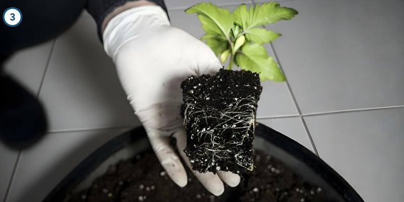 Le transfert en lui-même