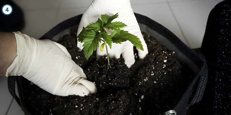 Le transfert en lui-même