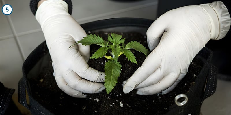 Le transfert en lui-même