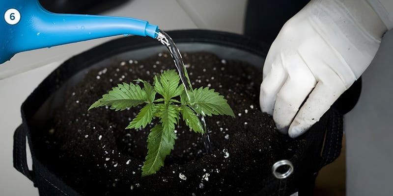 Le transfert en lui-même