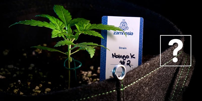 Peut-on rempoter des autofloraisons ?