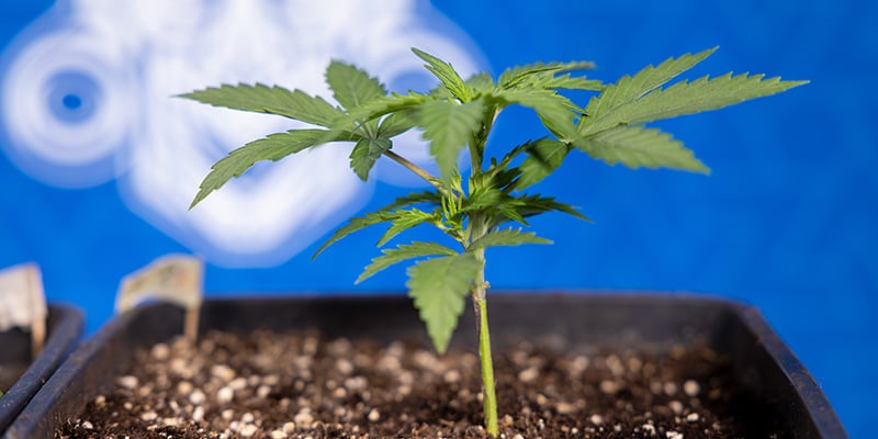 La bouger ou la laisser tranquille ?