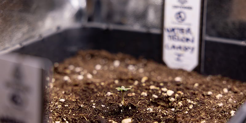 Alternative au rempotage : semer directement en pot final