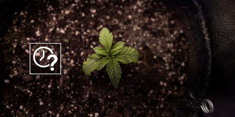 Quand rempoter des autofloraisons