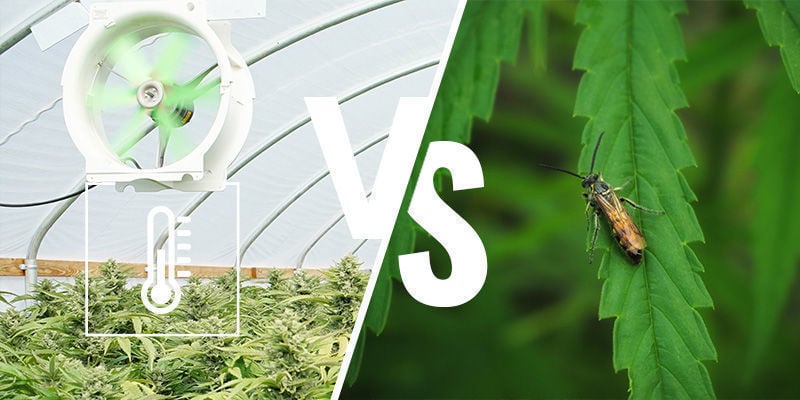 Les avantages et les inconvénients de la culture du cannabis dans une serre ou un jardin d’hiver
