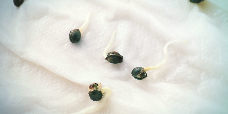 Germination Les Graines De Cannabis : La Serviette En Papier