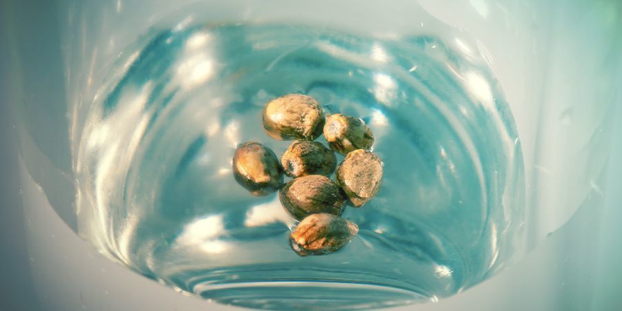Germination Les Graines De Cannabis : Verre D'Eau