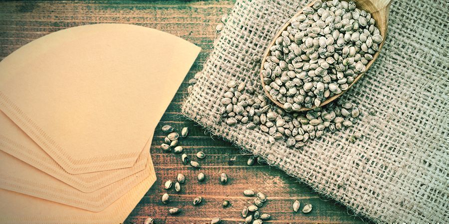 Germination Les Graines De Cannabis : Filtre À Café