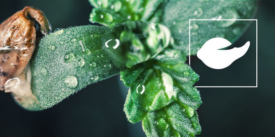 La Germination De Graines De Cannabis