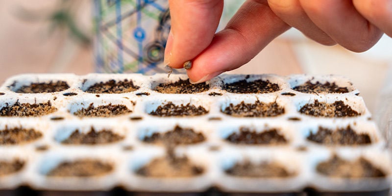 Faire germer des graines de cannabis avec un kit de germination