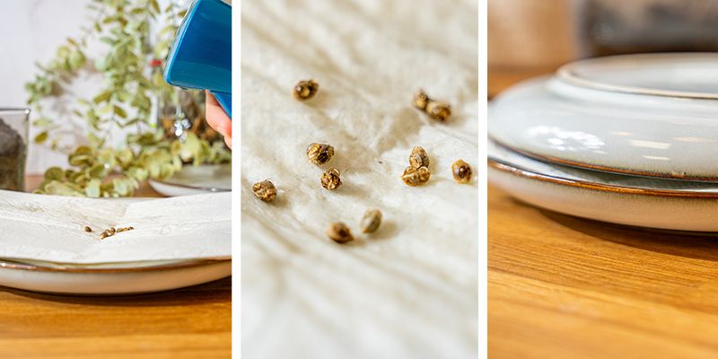 4. Faire germer des graines de cannabis avec du papier absorbant