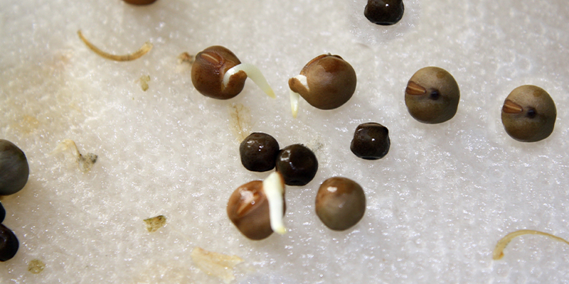 4. Faire germer des graines de cannabis avec du papier absorbant