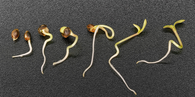 L’importance du processus de germination pour le cannabis