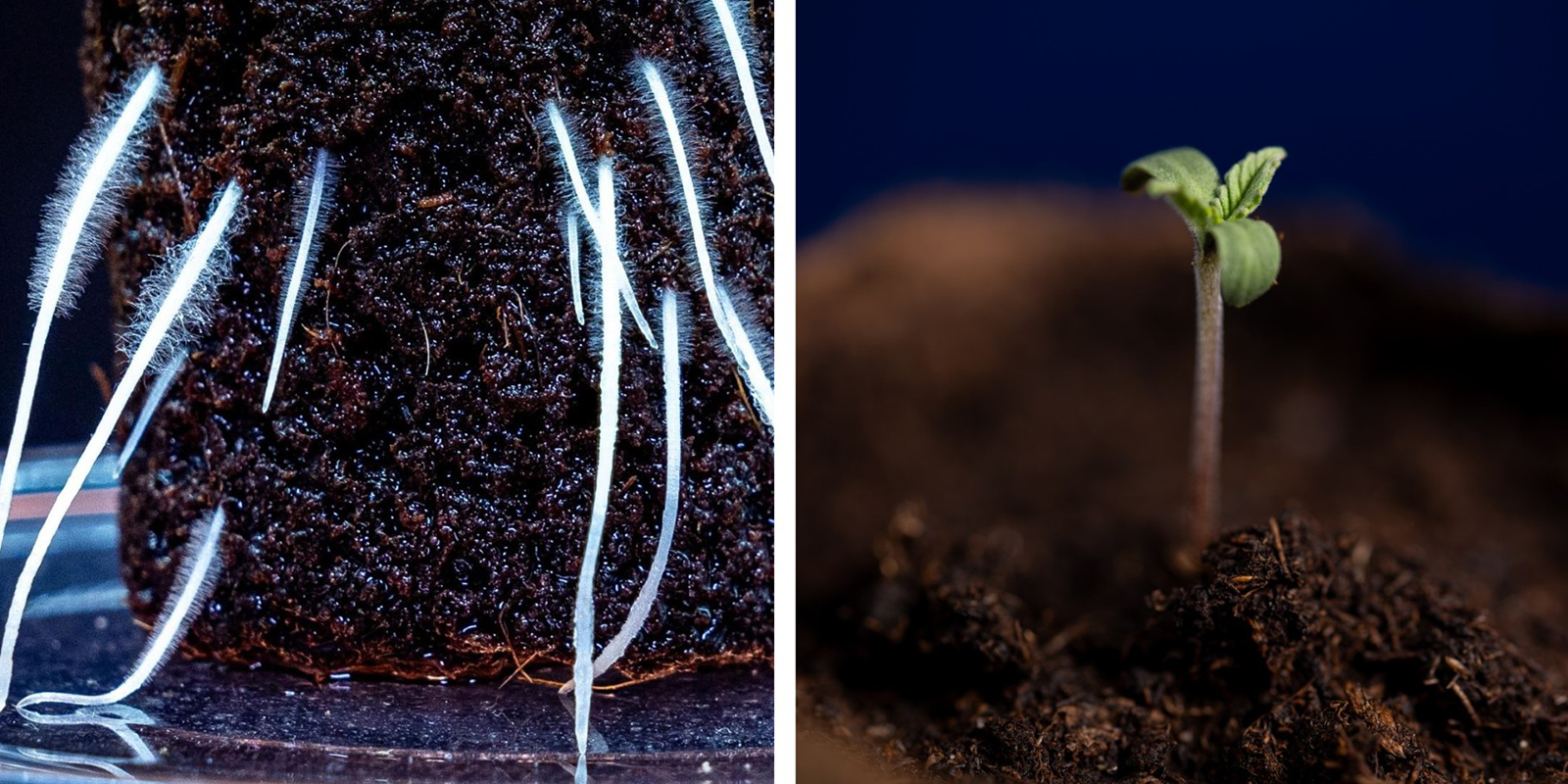 De la germination &agrave; la plantule