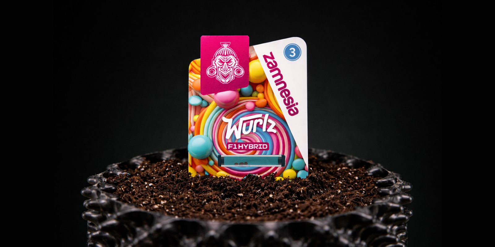 Faire germer des graines autofloraison