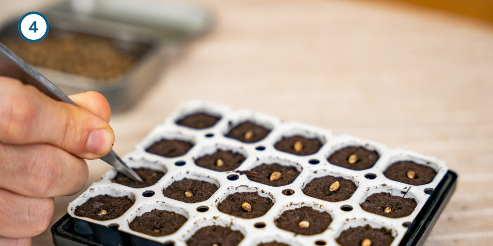 Méthode du kit de germination