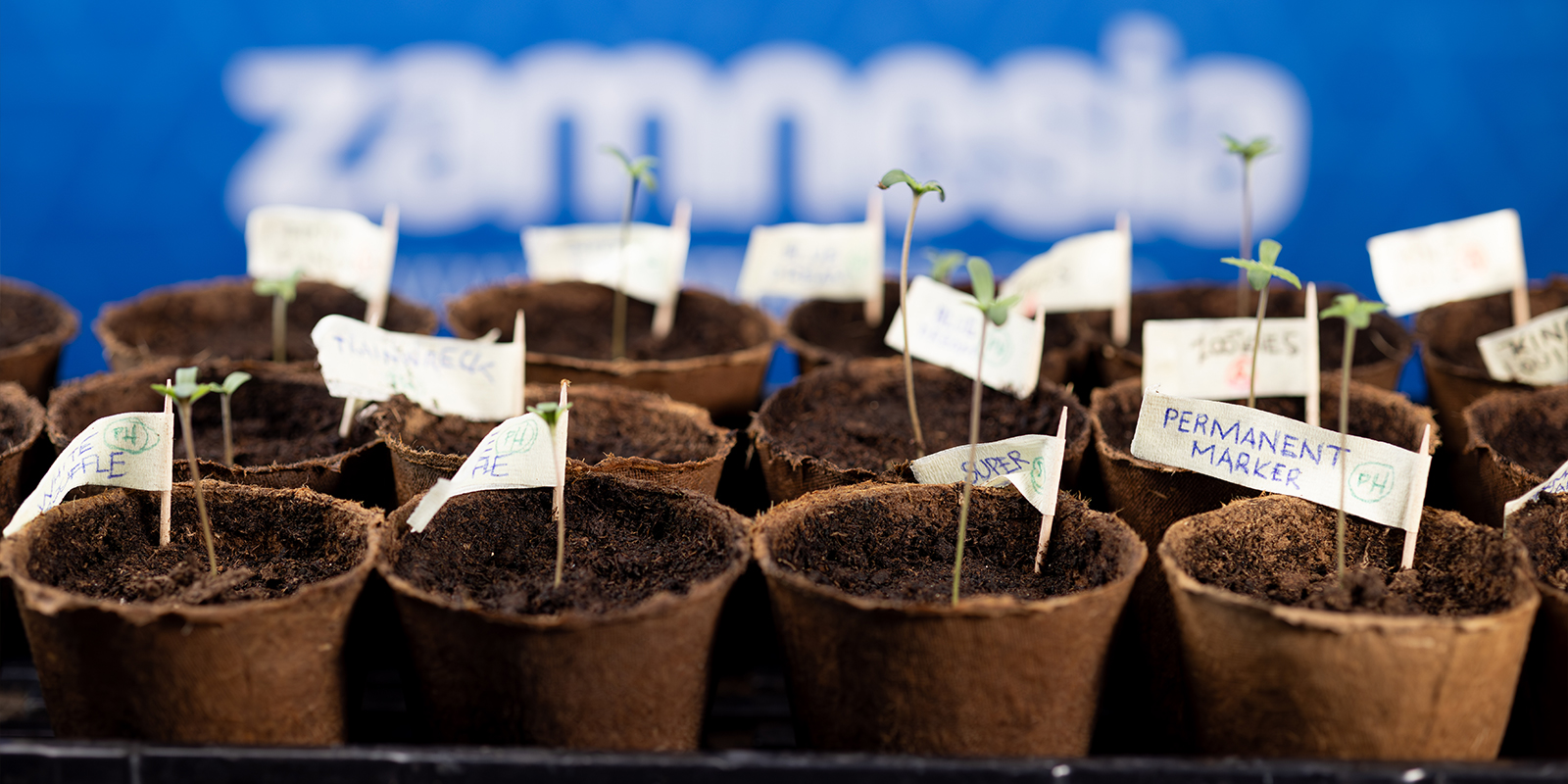 &Agrave; vos marques, pr&ecirc;ts, faites germer !