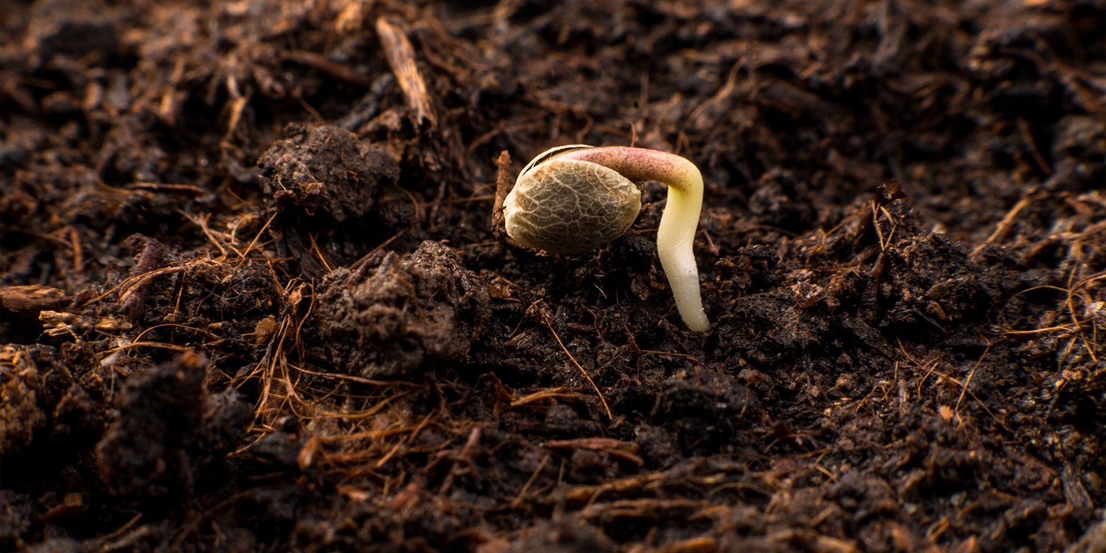 Pourquoi la germination compte