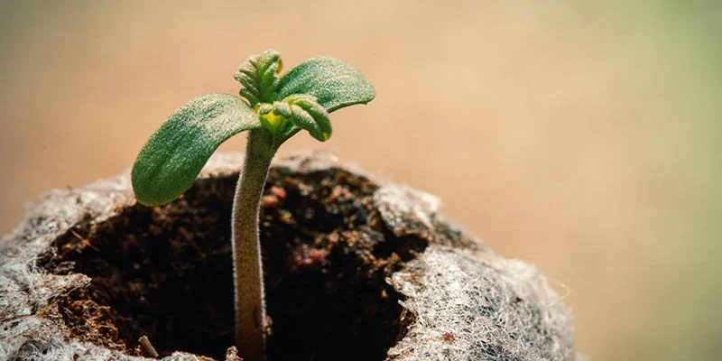 Germination Les Graines De Cannabis : Mousse De Tourbe (Pastilles De Tourbe)