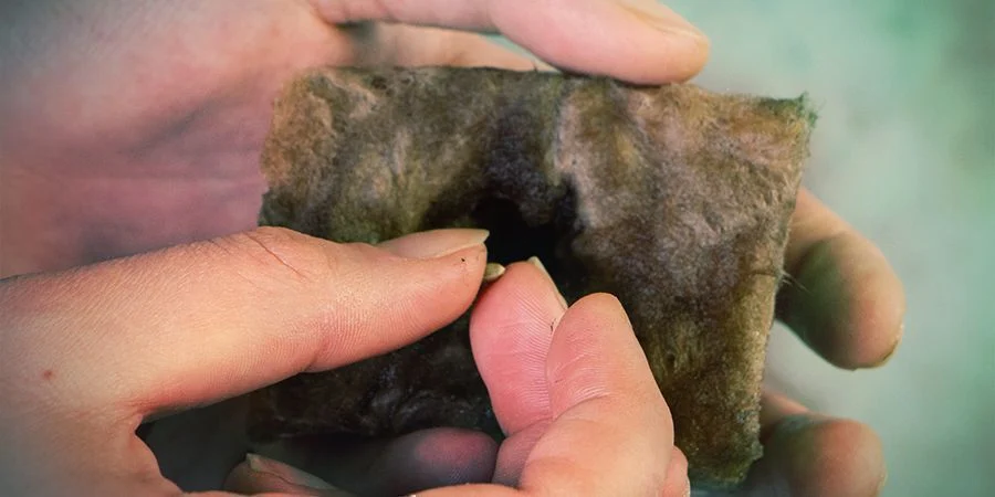 Germination Les Graines De Cannabis : Laine De Roche