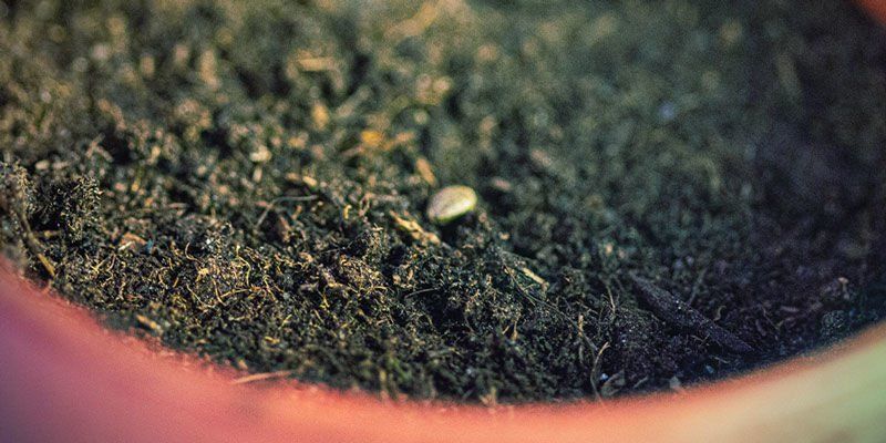 Germination En Sol