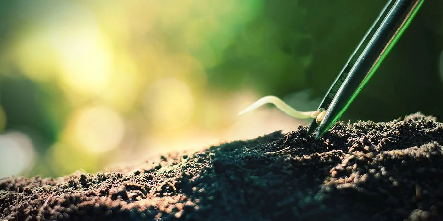 Transplanter Les Graines De Cannabis Germées