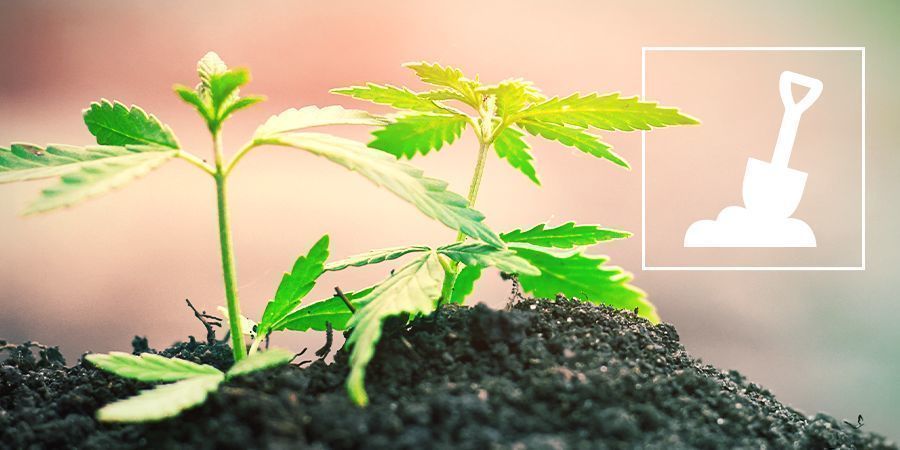 La Culture Du Cannabis En Terre
