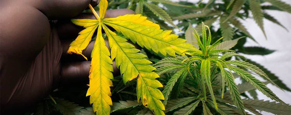 Comment traiter et éviter les feuilles jaunes du cannabis