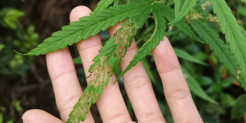 Maladies du cannabis