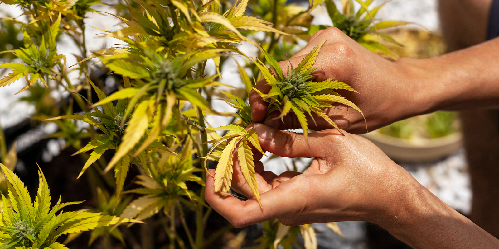 Conseils de prévention pour éviter les feuilles jaunes du cannabis