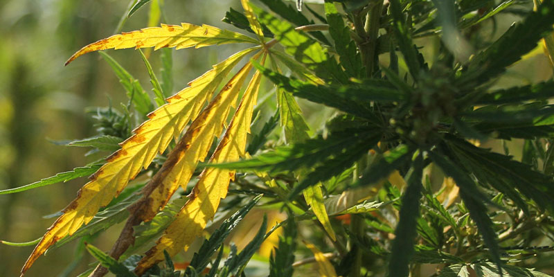 Diagnostiquer les feuilles jaunes du cannabis