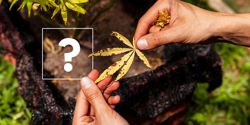 Quelles sont les causes du jaunissement des feuilles de cannabis ?