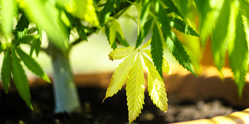 Quand le jaunissement des feuilles est-il normal ?