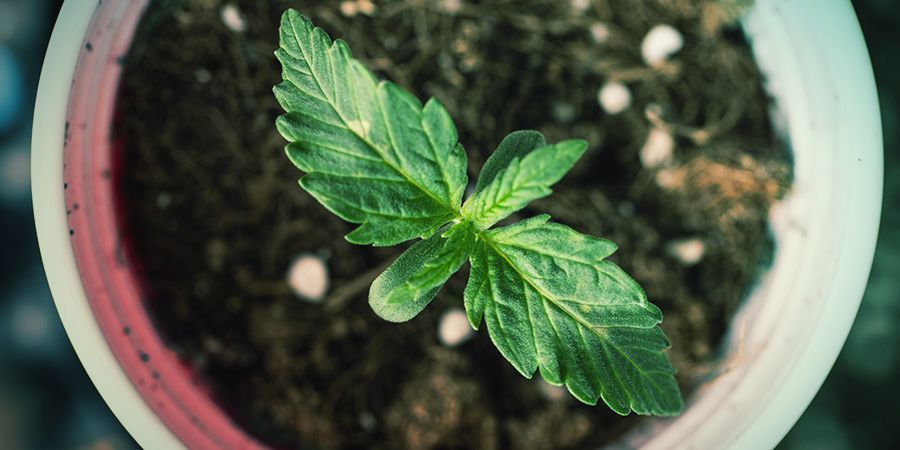 Comment Déterminer La Bonne Taille De Pot Pour Cannabis