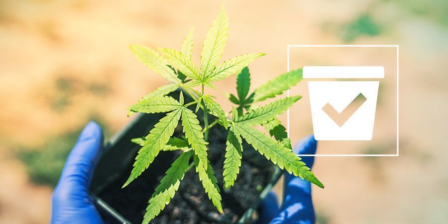 Bon Pot Pour Plants De Cannabis