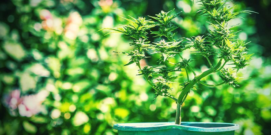 Les Astuces Pour La Culture Du Cannabis En Pots