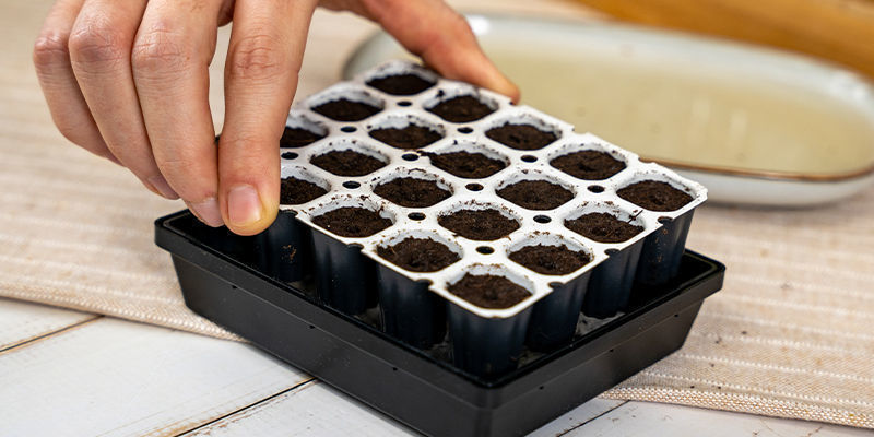 Placez Le Smart Start Sur La Perlite Dans La Chambre De Propagation